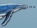 Comparative sizes of whales