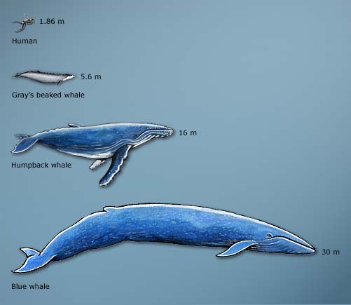 Comparative sizes of whales