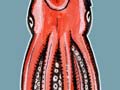 Arrow, giant and colossal squid 