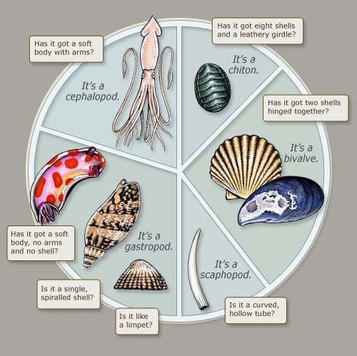 Shellfish classes