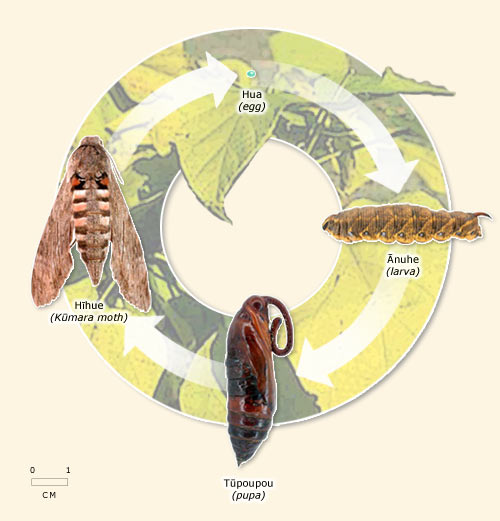 Life cycle of the hīhue