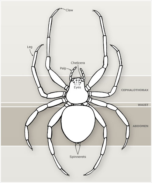 Parts of a spider