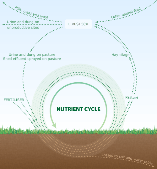 Phosphate cycle in grazed pasture