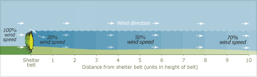 Shelter belts’ effect on wind