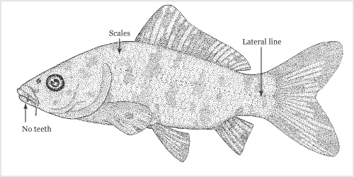 Cyprinidae features 