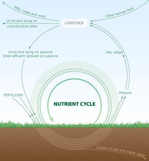 Nutrient cycle in grazed pasture