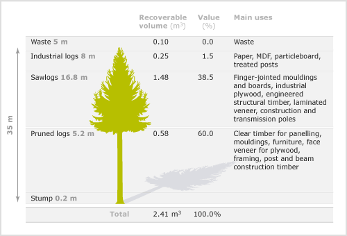 Typical log output from a plantation pine
