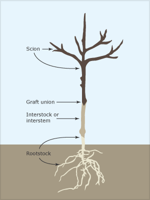 Grafted tree