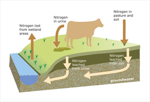 The nitrogen cycle in grazed pasture