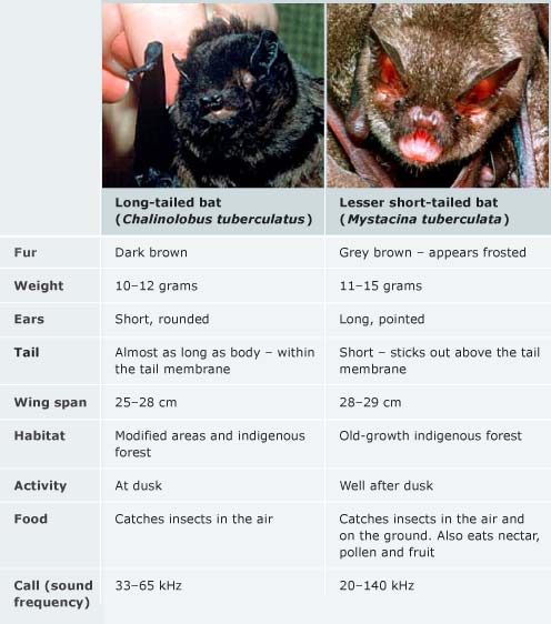 Long-tailed and lesser short-tailed bats