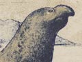 Elephant-seal oil 