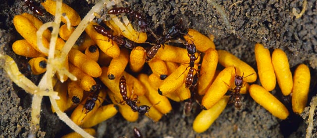 Worker ants and pupae