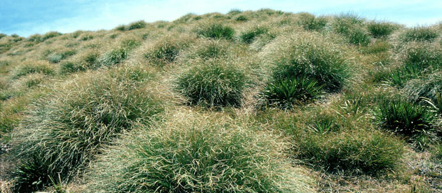 Fiordland endemic snow tussock