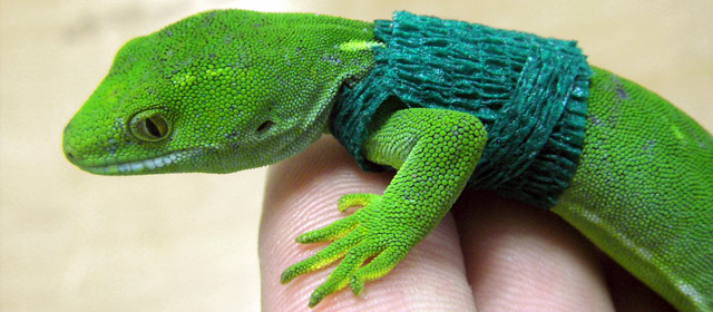 Radio-tagged gecko
