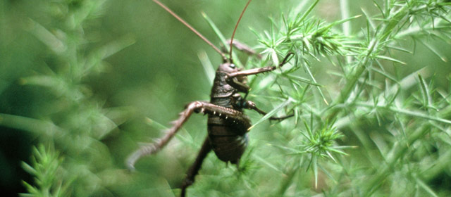 Mahoenui giant wētā