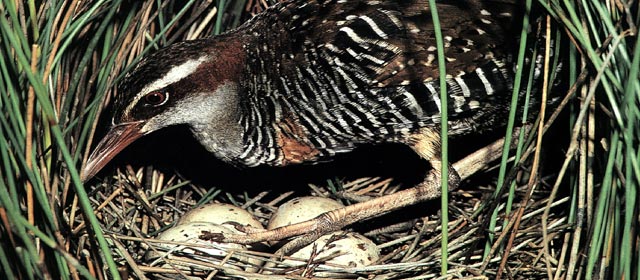 Banded rail on nest with eggs