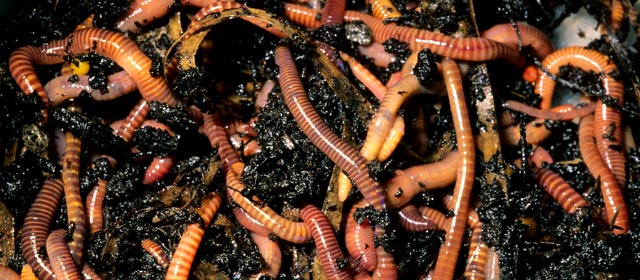 Tiger worms