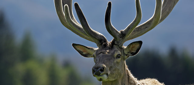 Stag with velvet antlers