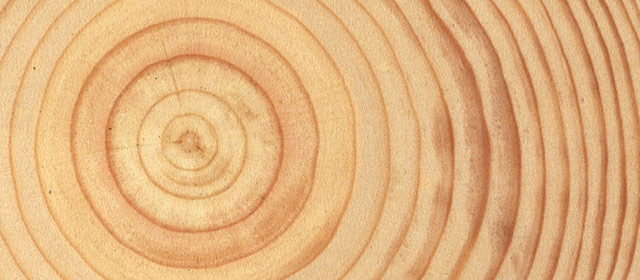 Cross-section of a pine log