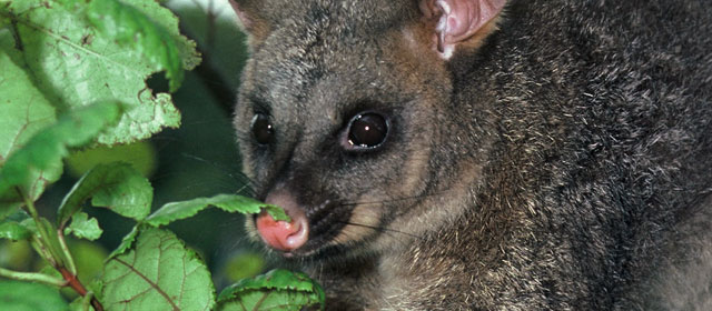 Conservation in New Zealand - dead brushtail possum in a bush pest