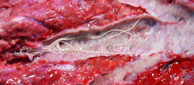 Lungworm in a deer trachea