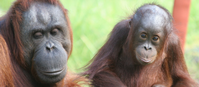 Bornean orang-utans at Auckland Zoo