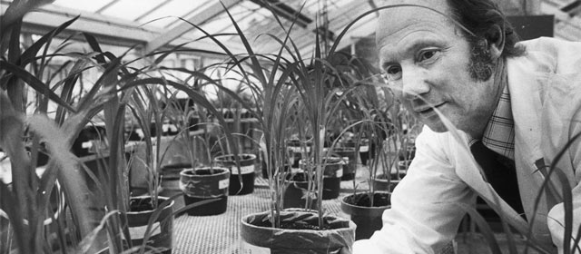 Scientist John Widdowson examines plants in a soil fertility experiment