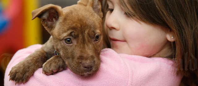 Adopting a puppy from the Auckland SPCA