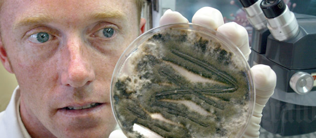 Microbiologist Nick Waipara with a culture of Stachybotrys chartarum, a toxic fungus