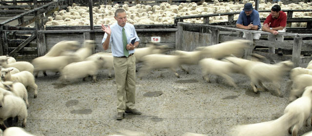 Lamb fair, Rotorua