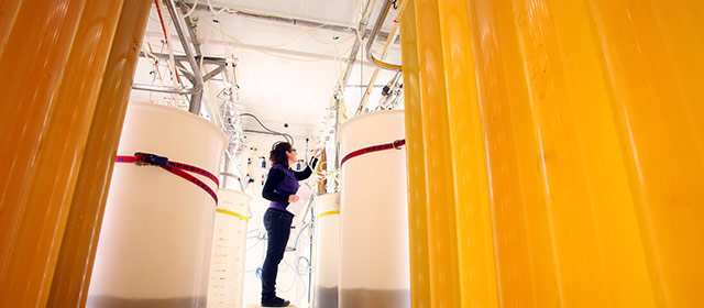 Algae room, Cawthron Aquaculture Centre