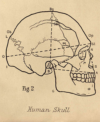 An illustration from John Halliday Scott's 1893 paper on Māori and Moriori skulls