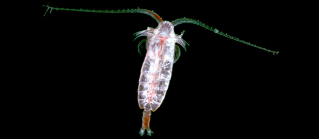 The tiny zooplankton Neocalanus tonsus