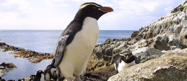 Snares crested penguins