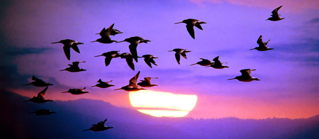 Godwits in flight