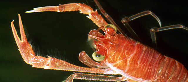 A squat lobster