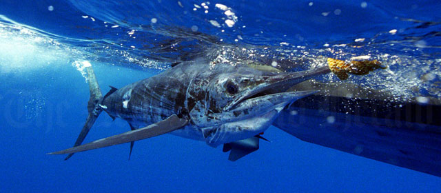 A striped marlin