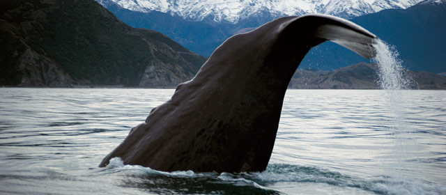 Parāoa (sperm whale) fluking