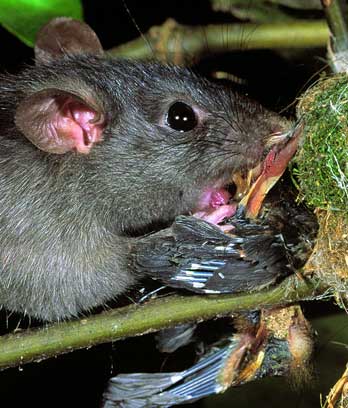 Rat attacking a bird's nest