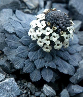 Alpine Plants Te Ara Encyclopedia Of New Zealand