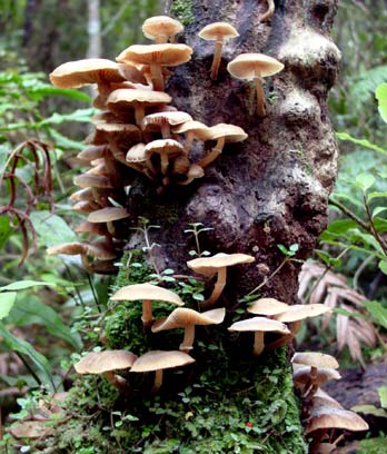 Forest fungi