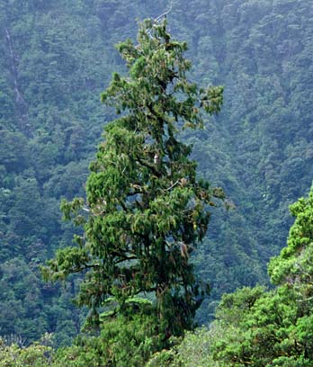 A mature rimu towering above a rainforest canopy
