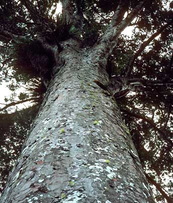 Giant kauri