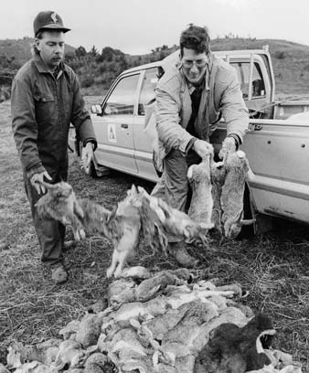 Collecting dead rabbits after poisoning