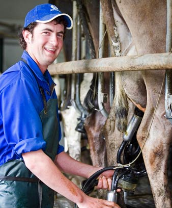 Working on a Waikato dairy farm