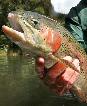 Rainbow trout