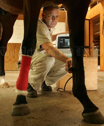 Checking a racehorse after surgery