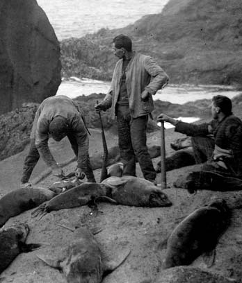 Sealers, Campbell Island