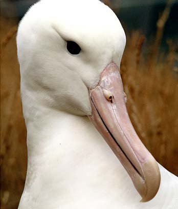 Northern royal albatross