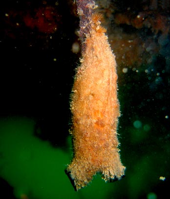 An invasive sea squirt